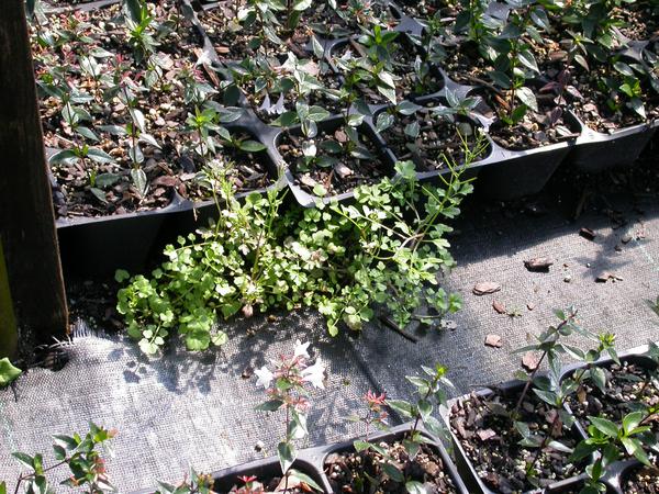 Fig 10. Spilled substrate can provide an environment for weeds